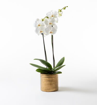 Hvit orkidé i Rustikk potte